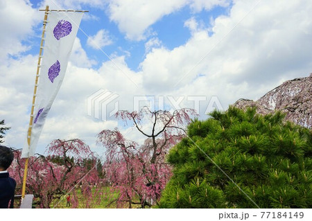 桜の名所 弘前公園 桜の名所 弘前公園 77184149