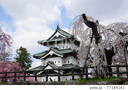 桜の名所　弘前公園 77184161