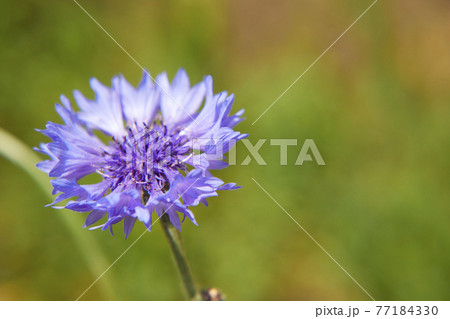 綺麗なヤグルマギク 77184330