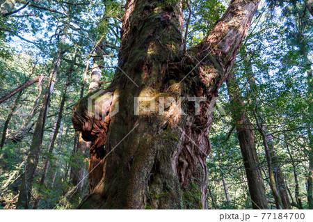 ヤクスギランド　仏陀杉 77184700