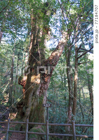 ヤクスギランド 仏陀杉 ヤクスギランド 仏陀杉 77184707