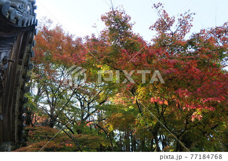 百済寺~表門の紅葉~ 百済寺~表門の紅葉~ 77184768