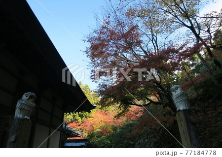 百済寺～本坊庭園入口の紅葉～ 77184778