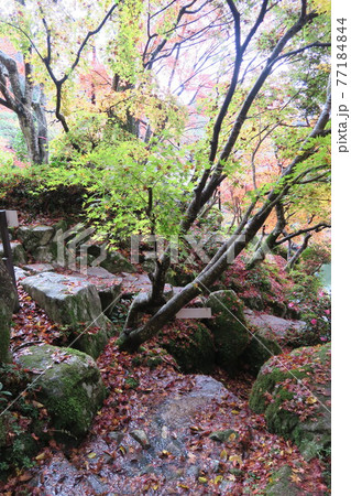 百済寺~本坊庭園の紅葉~ 百済寺~本坊庭園の紅葉~ 77184844
