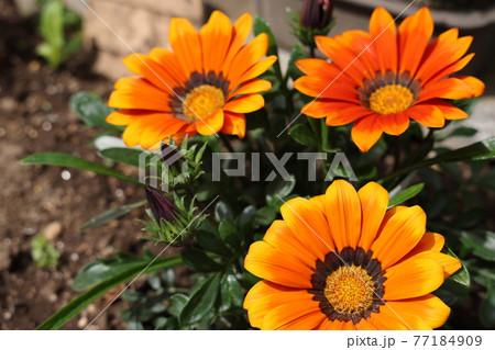 開花したガザニアの花 開花したガザニアの花 77184909