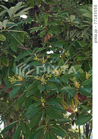 タブノキの花と蕾 77185050