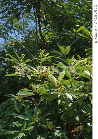 タブノキの花と蕾 タブノキの花と蕾 77185051