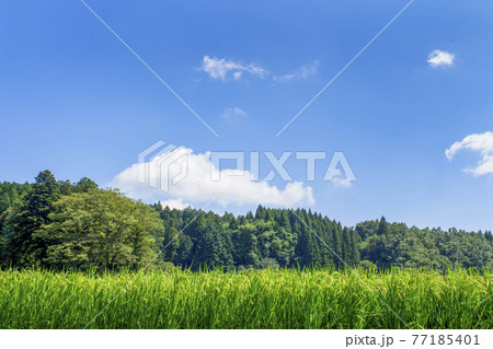 里山と水田 里山と水田 77185401