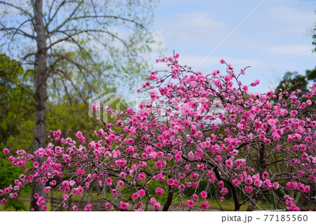 咲き誇る花桃の花2 咲き誇る花桃の花2 77185560
