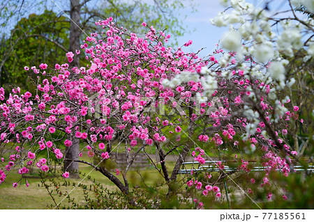 咲き誇る花桃の花3の写真素材