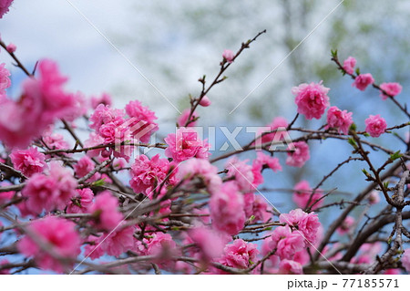 咲き誇る花桃の花13 77185571