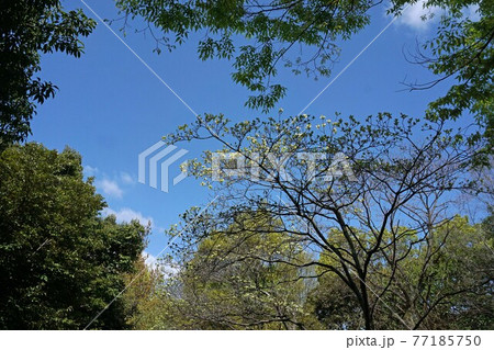 公園の春風景 公園の春風景 77185750