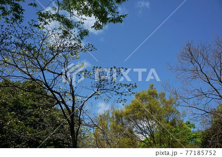 公園の春風景 公園の春風景 77185752