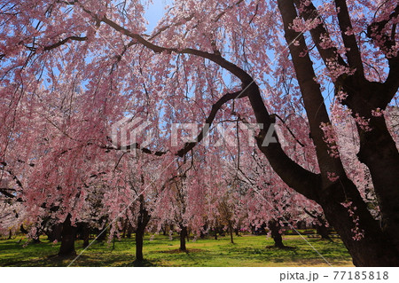 青森県弘前市弘前公園　弘前城内の桜 77185818