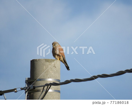 Kestrel Kestrel 77186018