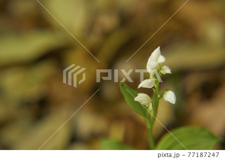 小さく健気に咲くギンラン 小さく健気に咲くギンラン 77187247