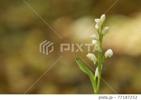 小さく健気に咲くギンラン 77187252