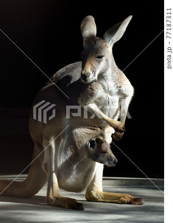 動物の親子・アカカンガルー2 77187311