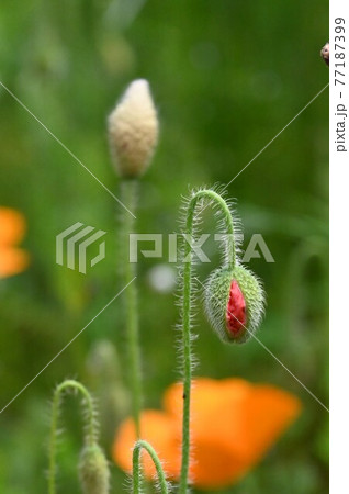 ぽぴーの花、花芽 ぽぴーの花、花芽 77187399