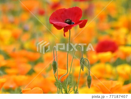 赤い花の花畑 赤い花の花畑 77187407