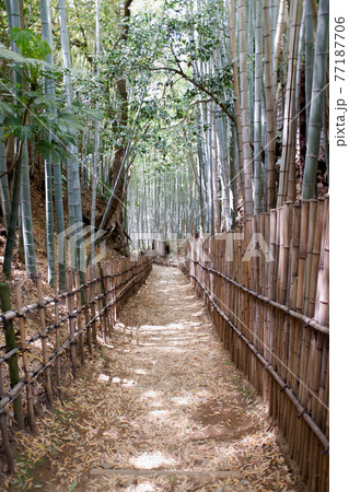 佐倉の古径　ひよどり坂 77187706