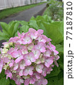 大きいピンクの紫陽花のアップ 77187810