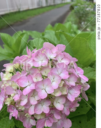 大きいピンクの紫陽花のアップ 77187810