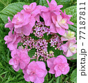 珍しい八重のピンクの紫陽花 77187811