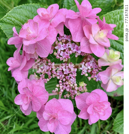 珍しい八重のピンクの紫陽花 77187811