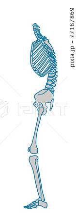 高齢者の猫背姿勢 77187869