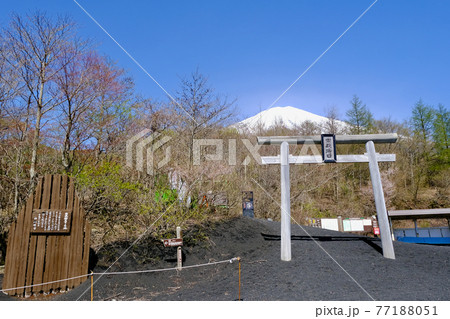 【静岡】春の富士山御殿場口五合目 77188051