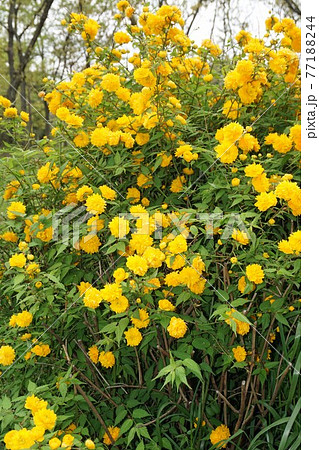 満開の山吹の花 満開の山吹の花 77188244