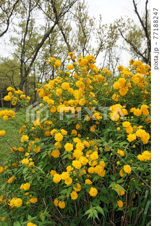 満開の山吹の花 満開の山吹の花 77188247