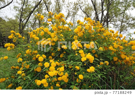 満開の山吹の花 満開の山吹の花 77188249