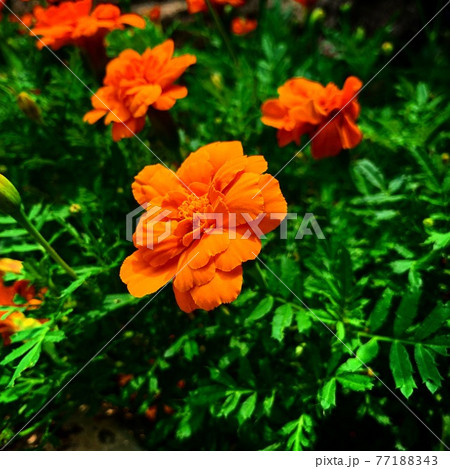野花　マリーゴールド 77188343