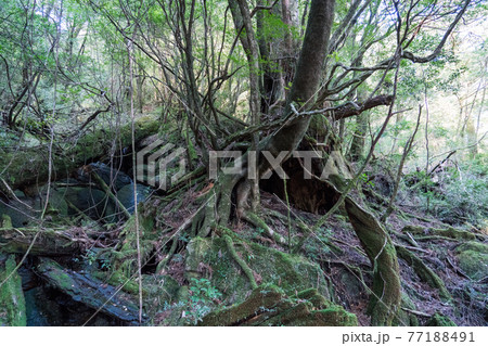 屋久島 ヤクスギランド 屋久島 ヤクスギランド 77188491