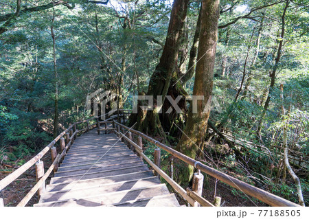 屋久島　ヤクスギランド 77188505
