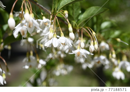 エゴノキの花 77188571