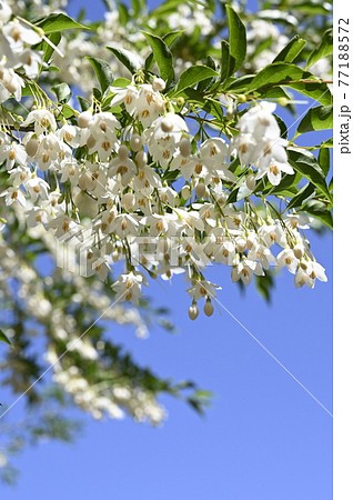 エゴノキの花 エゴノキの花 77188572