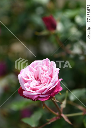 薔薇の花 77188671