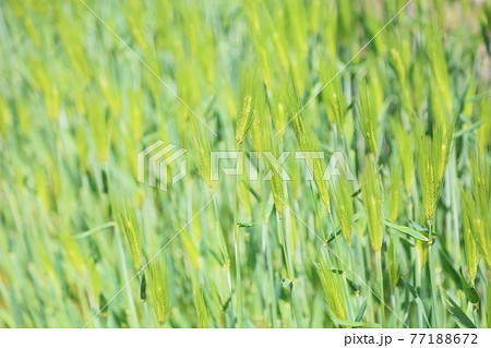 麦の穂 77188672