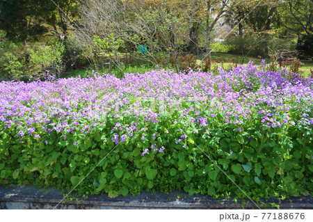 ムラサキハナナの花 77188676