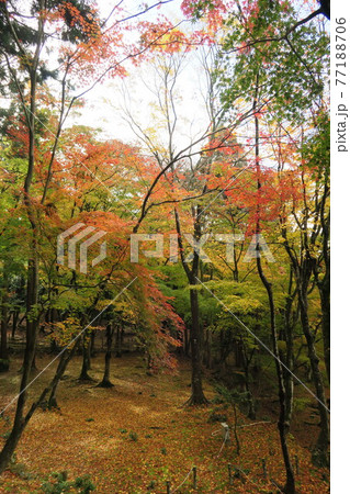 百済寺～本坊庭園の紅葉～ 77188706