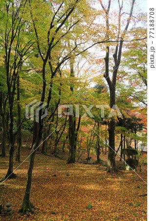 百済寺～本坊庭園の紅葉～ 77188708