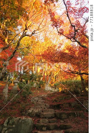 夕暮れの百済寺~本坊庭園の紅葉~ 夕暮れの百済寺~本坊庭園の紅葉~ 77188818