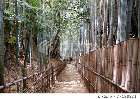 佐倉の古径　ひよどり坂 77188821