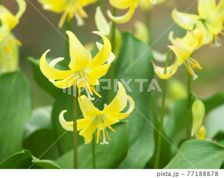 満開のキバナカタクリ 77188878