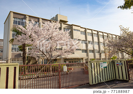 晴天下に小学校校門に咲く満開の桜 晴天下に小学校校門に咲く満開の桜 77188987