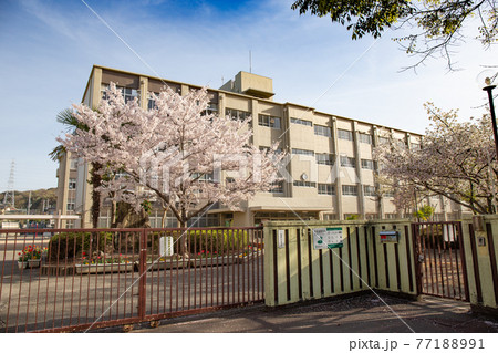 晴天下に小学校校門に咲く満開の桜 77188991