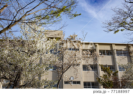 晴天下に小学校校門に咲く満開の桜 77188997